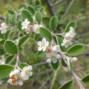 Cotoneaster pannosus at Jerrabomberra, ACT - 29 Nov 2015 05:42 PM