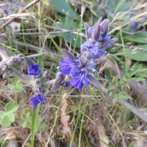 Ajuga australis at Jerrabomberra, ACT - 29 Nov 2015