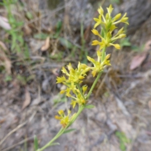 Pimelea curviflora at Isaacs Ridge - 29 Nov 2015 05:33 PM