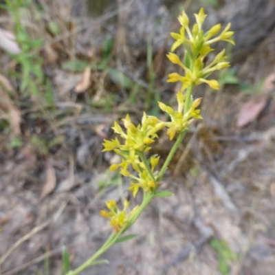 Pimelea curviflora (Curved Rice-flower) at Isaacs Ridge - 29 Nov 2015 by Mike