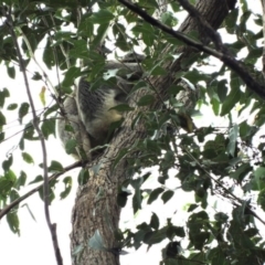 Phascolarctos cinereus (Koala) at Byrrill Creek, NSW - 22 Nov 2015 by joannagardner