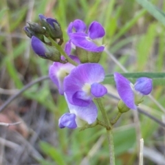 Glycine clandestina (Twining Glycine) at Isaacs Ridge - 29 Nov 2015 by Mike