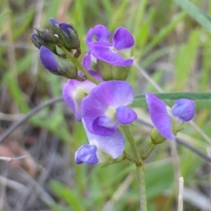 Glycine clandestina at Jerrabomberra, ACT - 29 Nov 2015 05:28 PM