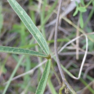 Glycine clandestina at Jerrabomberra, ACT - 29 Nov 2015 05:28 PM