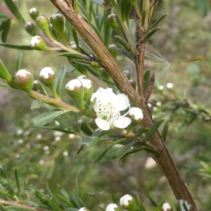 Kunzea ericoides at Isaacs Ridge - 29 Nov 2015