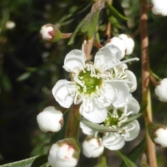 Kunzea ericoides at Isaacs Ridge - 29 Nov 2015 04:58 PM