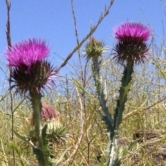 Onopordum acanthium (Scotch Thistle) at Red Hill Nature Reserve - 2 Dec 2015 by Ratcliffe