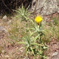 Carthamus lanatus (Saffron Thistle) at Red Hill Nature Reserve - 2 Dec 2015 by Ratcliffe