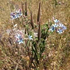 Oxypetalum coeruleum (Tweedia or Southern Star) at Red Hill Nature Reserve - 2 Dec 2015 by Ratcliffe