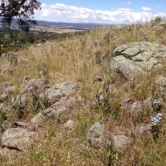 Oxypetalum coeruleum at Red Hill, ACT - 2 Dec 2015 01:53 PM