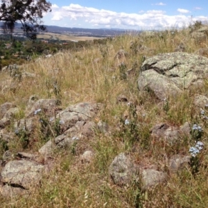 Oxypetalum coeruleum at Red Hill, ACT - 2 Dec 2015