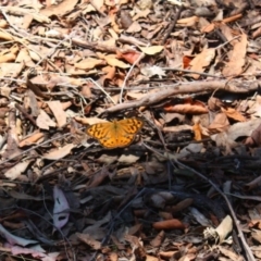 Heteronympha merope (Common Brown Butterfly) at Yarralumla, ACT - 2 Dec 2015 by Ratcliffe