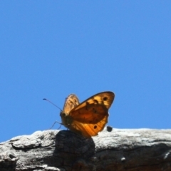 Heteronympha merope at Yarralumla, ACT - 2 Dec 2015