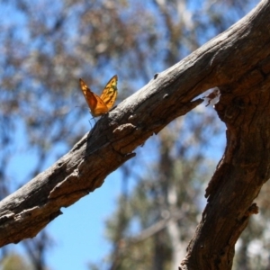 Heteronympha merope at Yarralumla, ACT - 2 Dec 2015