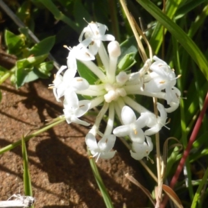 Pimelea linifolia at Wambrook, NSW - 23 Nov 2015 04:58 PM