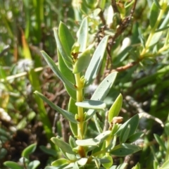 Pimelea linifolia at Wambrook, NSW - 23 Nov 2015 04:58 PM