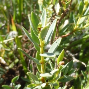 Pimelea linifolia at Wambrook, NSW - 23 Nov 2015