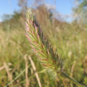 Trifolium angustifolium at Paddys River, ACT - 15 Nov 2015 06:25 PM