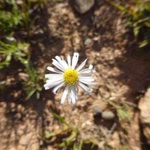 Brachyscome sp. at Wambrook, NSW - 23 Nov 2015 05:12 PM