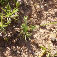 Brachyscome sp. at Wambrook, NSW - 23 Nov 2015 05:12 PM