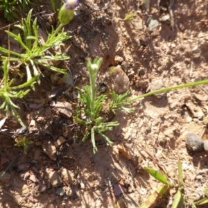 Brachyscome sp. at Wambrook, NSW - 23 Nov 2015 05:12 PM