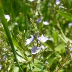 Veronica anagallis-aquatica (Blue Water Speedwell) at Wambrook, NSW - 24 Nov 2015 by Mike