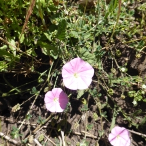 Convolvulus angustissimus subsp. angustissimus at Wambrook, NSW - 24 Nov 2015 11:30 AM