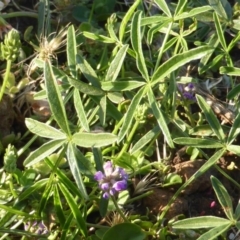 Cullen tenax (Tough Scurf-Pea) at Wambrook, NSW - 25 Nov 2015 by Mike