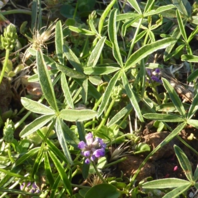 Cullen tenax (Tough Scurf-Pea) at Wambrook, NSW - 25 Nov 2015 by Mike