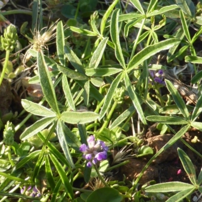 Cullen tenax (Tough Scurf-Pea) at Wambrook, NSW - 24 Nov 2015 by Mike