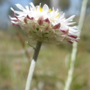 Leucochrysum alpinum at Wambrook, NSW - 25 Nov 2015