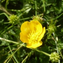 Ranunculus sp. (Buttercup) at Wambrook, NSW - 25 Nov 2015 by Mike