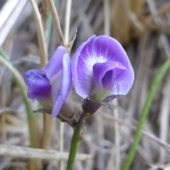 Glycine tabacina (Variable Glycine) at Wambrook, NSW - 25 Nov 2015 by Mike