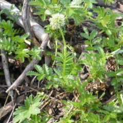 Acaena novae-zelandiae (Bidgee Widgee) at Wambrook, NSW - 25 Nov 2015 by Mike