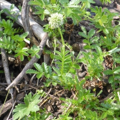 Acaena novae-zelandiae (Bidgee Widgee) at Wambrook, NSW - 25 Nov 2015 by Mike