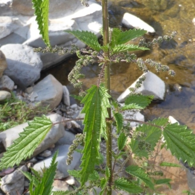 Urtica incisa (Stinging Nettle) at Wambrook, NSW - 25 Nov 2015 by Mike