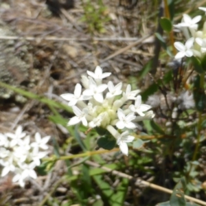 Pimelea linifolia at Wambrook, NSW - 26 Nov 2015 12:01 PM