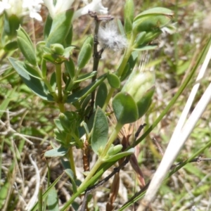 Pimelea linifolia at Wambrook, NSW - 26 Nov 2015 12:01 PM