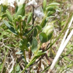 Pimelea linifolia at Wambrook, NSW - 26 Nov 2015