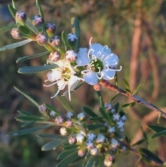 Kunzea ericoides (Burgan) at Googong, NSW - 2 Dec 2015 by Wandiyali