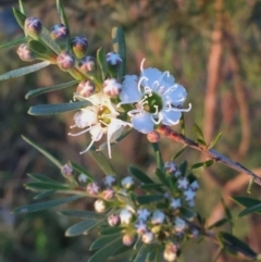 Kunzea ericoides (Burgan) at QPRC LGA - 2 Dec 2015 by Wandiyali