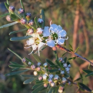 Kunzea ericoides at Googong, NSW - 3 Dec 2015