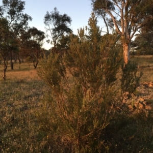 Kunzea ericoides at Googong, NSW - 3 Dec 2015 09:12 AM