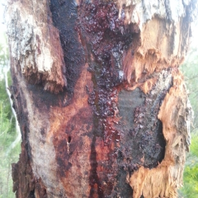 Eucalyptus bridgesiana (Apple Box) at Watson, ACT - 30 Nov 2015 by MAX