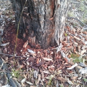 Eucalyptus bridgesiana at Watson, ACT - 30 Nov 2015