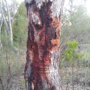 Eucalyptus bridgesiana at Watson, ACT - 30 Nov 2015