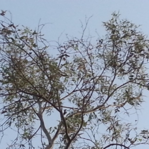 Eucalyptus bridgesiana at Watson, ACT - 30 Nov 2015