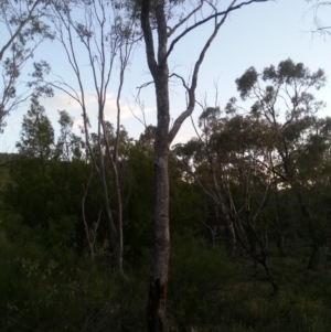 Eucalyptus bridgesiana at Watson, ACT - 30 Nov 2015