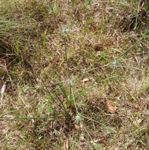 Eryngium ovinum at Acton, ACT - 3 Dec 2015 12:00 AM