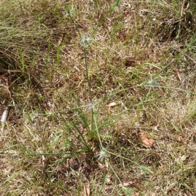 Eryngium ovinum (Blue Devil) at ANU Liversidge Precinct - 2 Dec 2015 by TimYiu